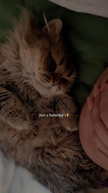 Продажа кошек: Сибирская, 2 года, Мальчик, Золотая шиншилла, Приучена к лотку, Проглистована, С прививками — 5