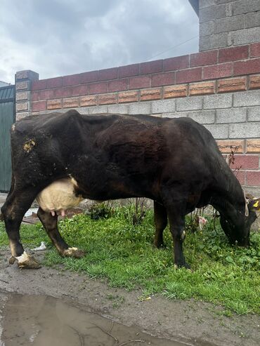 Коровы, быки: Продаю | Корова (самка) | Для молока | Не стельные