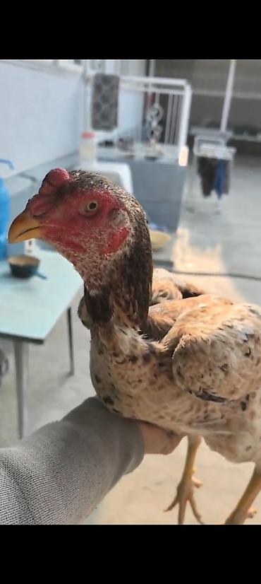 Куры, петухи: Продаю | Куры | Бойцовая | Для разведения — 1