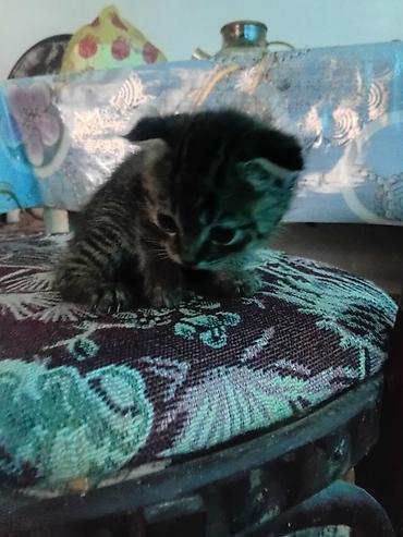бука сатам: Котята с короткими ушками (тип вислоухих), девочки — 3