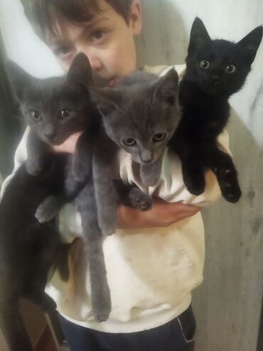 отдам котенка в добрые руки: Отдам даром в добрые руки котят. 2 месяца. ветеринаром осмотрены