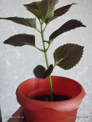 ciledagi bitkisi: Otaq bitkisi – Kolеus (Coleus) fidanı, plastik dibçəkdə — 1