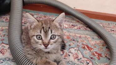 серые вислоухие коты: Беспородная, 1 месяц, Мальчик, Серый