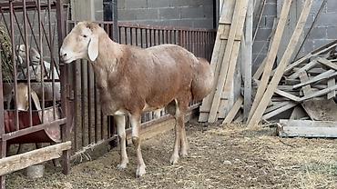 аксолотль купить: Продаю | Баран (самец) | Арашан | Для разведения — 5