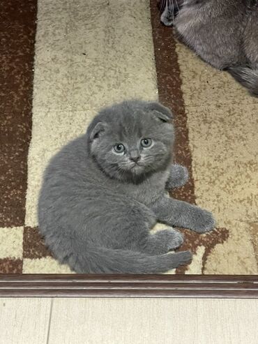 pişik üçün qum: Şotland