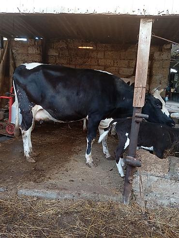 mal bazarı: Birinci qarna dişi buzovla ivanovqa satılır 12 l sud verir unvan bine — 7
