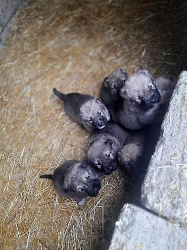 İtlər: Peyvəndli — 4