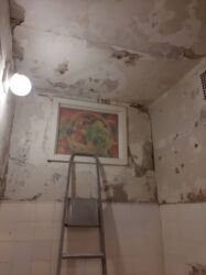 Штукатурка, шпаклевка: Шпаклевка стен, Шпаклевка потолков | Акриловая вода эмульсия 3-5 лет опыта — 11