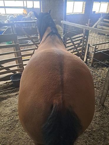 Лошади, кони: Продаю | Жеребец | Рабочий — 4