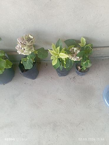 ciledagi bitkisi: Hortensiya (Hydrangea) şitilləri – qara polietilen torbalarda, köklü — 1