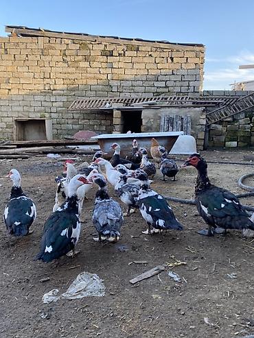 herati fərəsi: Lal ördəklər tam sağlar cavandılar 1 ilin fərələridi, 7 8 aylıqlarda — 7