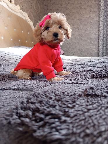 İtlər: Pudel, 2 ay, Dişi — 7