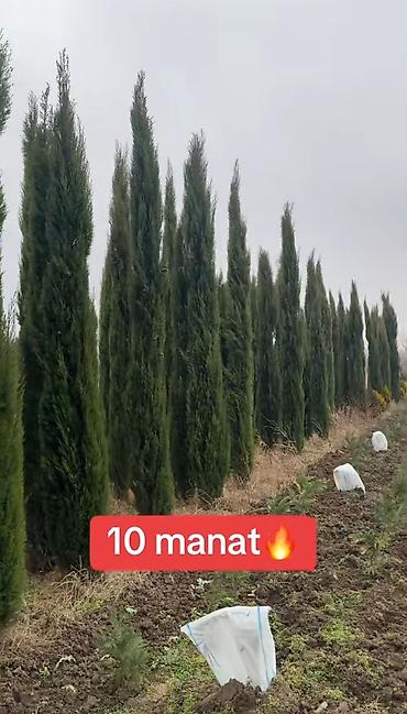 Tinglər: Salam isdenilen nov meyve tinglerini ve dekorativ aqaclari tam orjinal — 8