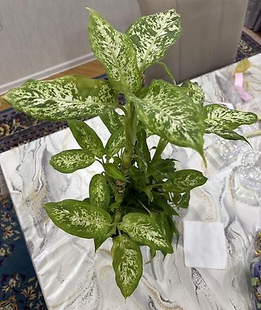 Другие растения: Dieffenbachia (ağ xallı tropik otaq bitkisi) - Növ: Dieffenbachia — 7