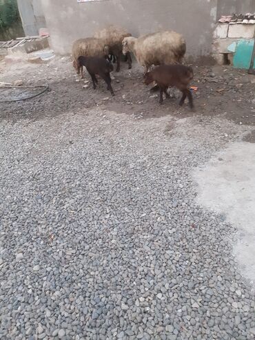 Qoyunlar, qoçlar: 470 deylir riyal alcıyna razlaşmaq olar zəngin vurun — 2