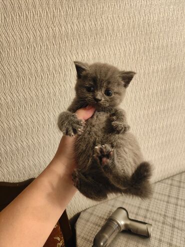 Pişiklər: Şotland yastı qulaq, Erkək, Dişi, Yaxşı əllərə, Ünvandan götürmə, Pulsuz çatdırılma, Ödənişli çatdırılma — 203