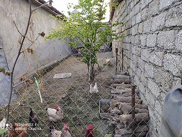 Həyət evləri və villaların satışı: 3 otaqlı, 70 kv. m, Orta təmir — 2