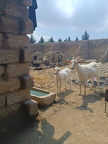 cepis sekilleri: Ağ rəngli yerli keçi ana-balası dəsti Məhsul təsviri: - 1 dişi ana — 3