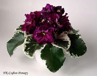 Фиалки и глоксинии: 🌱🌺🌱 Продаю сортовые ДЕТКИ стандартных, трейлерныхмини и полумини — 4