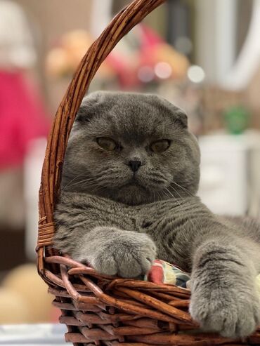 домик кошке: Скотиш Фолд (Шотландская вислоухая), 3 года, Мальчик, Серый, Приучена к лотку