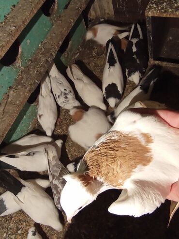 Göyərçinlər: Qırmızı boyun qırmızı quyruq 2 eded ikisidə qızğın erkek,Sarı boyun — 9