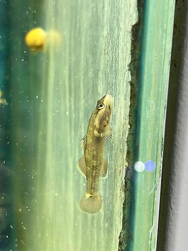 Аквариумы: Рыбки | Аквариумы | Оборудование | Аксессуары | Растения Богатый опыт — 28