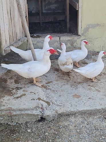 Kənd təsərrüfatı quşları: 🦆 TƏCİLİ SATILIR — LAL ÖRDƏK! 2 erkək, 3 dişi -hamısı damazlıqdır — 1