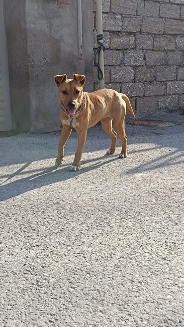 İtlər: 9 ay, Dişi, Peyvəndli, Ünvandan götürmə -da lalafo.az — 7 İtlər: 9 ay, Dişi, Peyvəndli, Ünvandan götürmə — 7