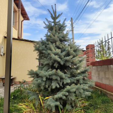 Декоративные деревья: Саженцы деревьев: Ели, Самовывоз, Платная доставка — 2