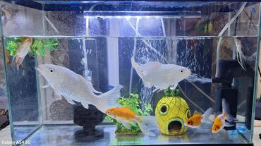 корм для домашних животных: Продаётся акварюм 40 литровые сем рыбами из них трое золотая