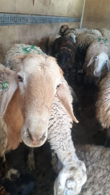 Бараны, овцы: Продаю | Овца (самка) | На забой