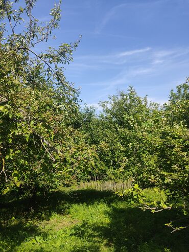 Bağ evlərinin satışı: İsmayıllı, 80 kv. m, 2 otaqlı, Hovuzsuz, Telefon, İnternet, İşıq -da lalafo.az — 10 Bağ evlərinin satışı: İsmayıllı, 80 kv. m, 2 otaqlı, Hovuzsuz, Telefon, İnternet, İşıq — 10