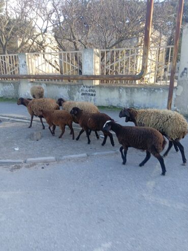 Qoyunlar, qoçlar: Qoyun sürüsü – yerli ətlik/yunlu istiqamət - Şəkillərdə müxtəlif — 4