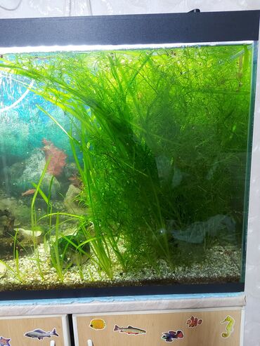 Рыбы: Живые расстения Валиснерия и Риччия-водяной мох для аквариума
