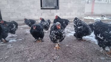 Птицы: Мраморный Кохин — 18