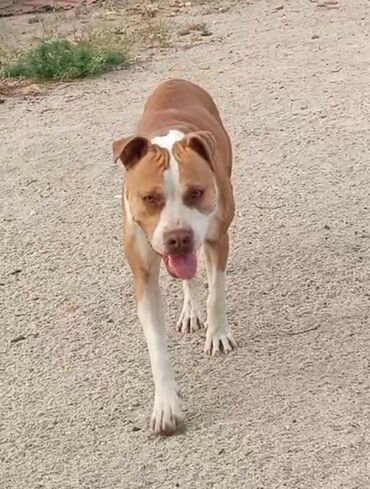 pıtbul: Pitbul, 2 il, Dişi