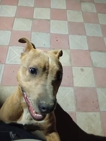 pitbul gence: Pitbull it 6 aylıqdır dişidir tualet mədəniyəti ev yemekləri yeyir — 3