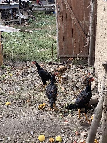 Продам с/х животных: Продаю | Цыплята | Бойцовая | Для разведения — 1