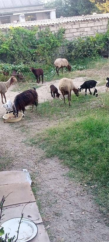 keçi şəkilləri: Satış: xırdabuynuzlu heyvanlar sürüsü - Növ: qoyun və keçi qarışıq — 6