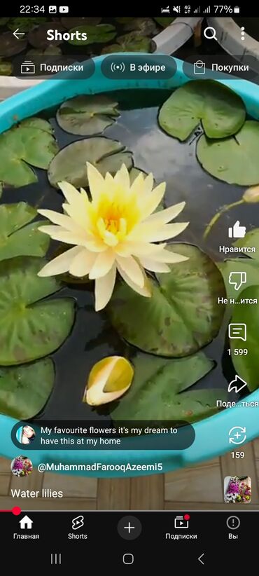 Садовые цветы и кустарники: Семена цветка: Самовывоз, Платная доставка — 13