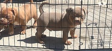 Psi: American bully pocket lilac štenci. 4 lilac zenki, 2 zute zenke — 13