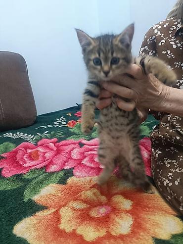 котята 1 месяц: 2 месяца, Мальчик — 2