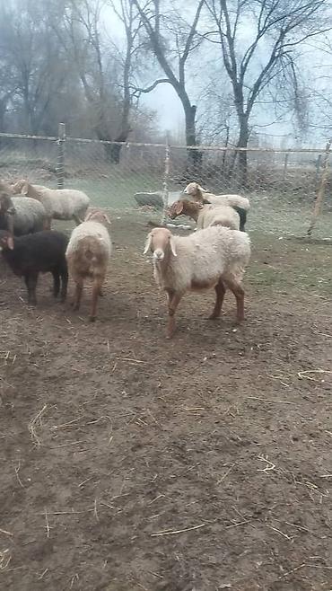 Баран, овца: Продаю | Баран (самец) | Арашан — 12