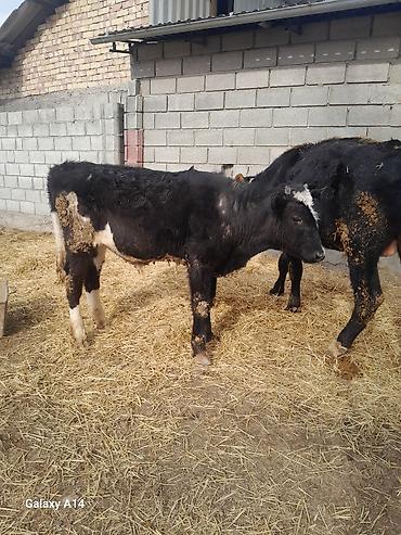Коровы, быки: Продаю | Бык (самец) | Полукровка | На откорм — 4