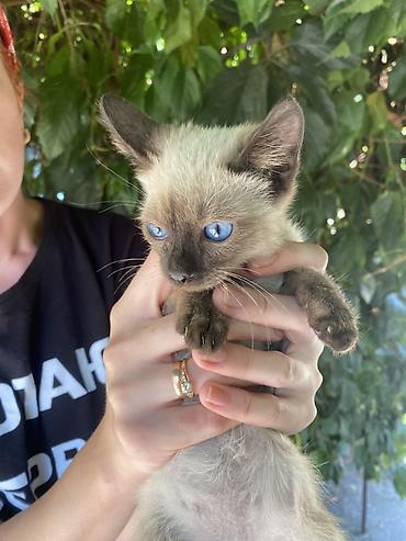 кошка регдолл: Отдаю котят в хорошие руки,добрые игривые,ласковые,к лотку — 1