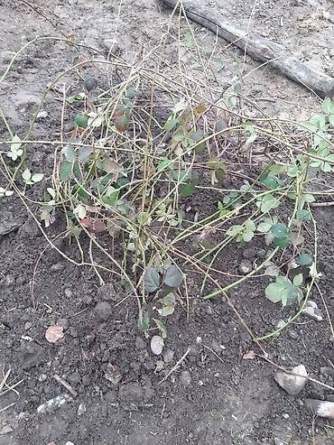 Ежевика: Лохнес сорту Ежевика садовая (саженцы/кустовые посадки) - Культура — 2