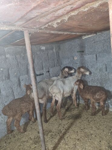 Бараны, овцы: Продаю | Овца (самка), Ягненок | Арашан | Для разведения | Матка