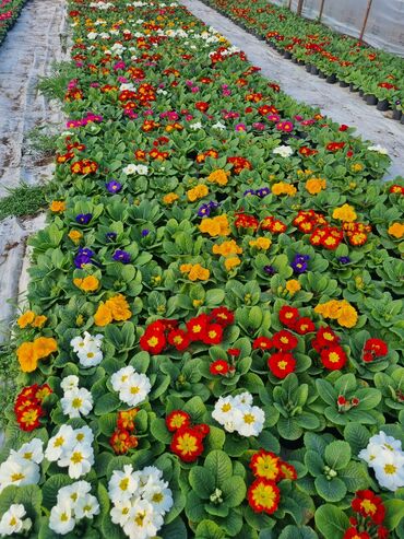 Otaq bitkiləri: 1Gullerin satişi unvanniza odenişli çatrlmada var karistan karpiz — 24