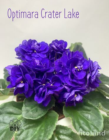 Фиалки и глоксинии: 🌱🌺🌱 Продаю сортовые ДЕТКИ стандартных фиалок🌱🌺🌱. Цены от 80-150 сом — 28