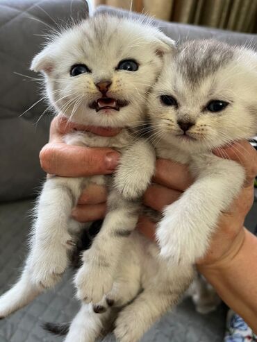 Pişiklər: Şinşilla, Erkək, Cütləşmə üçün -da lalafo.az — 7 Pişiklər: Şinşilla, Erkək, Cütləşmə üçün — 7